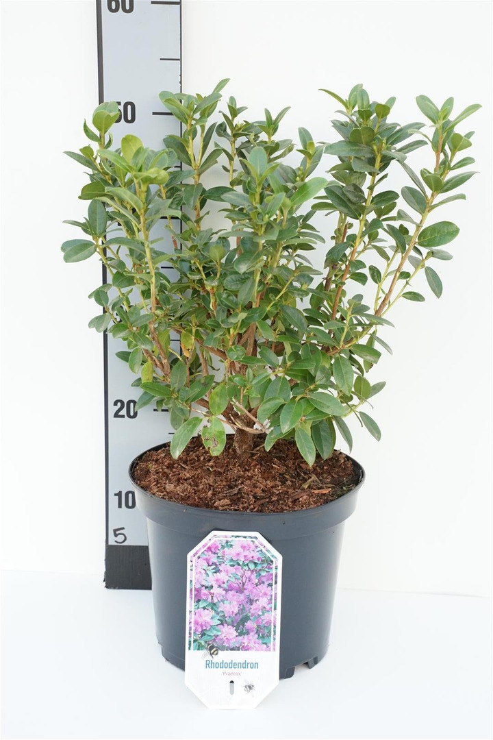 Rododendras (Lot Rhododendron) 'Praecox' C5/P23 30/+ CM