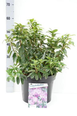Rododendras (Lot Rhododendron) 'Praecox' C10 40-50 CM