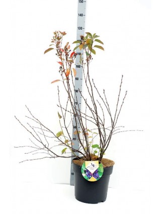 Medlieva Alksnialapė (Lot Amelanchier Alnifolia) 'Saskatoon Berry'® C15 80-100CM-MEDLIEVOS-VAISMEDŽIAI