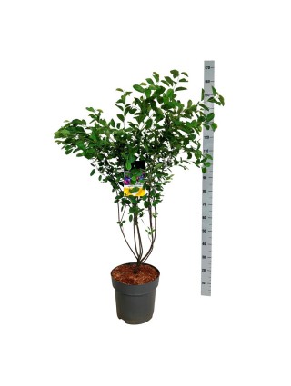 Medlieva Alksnialapė (Lot Amelanchier Alnifolia) 'Saskatoon Berry'® C15 100-125CM-MEDLIEVOS-VAISMEDŽIAI