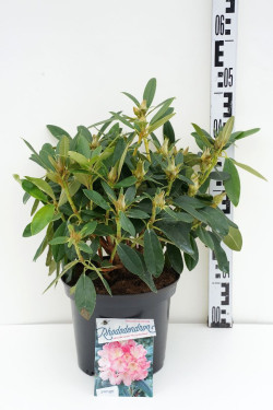 Rododendras (Y) (Lot Rhododendron (Y)) 'Percy Wiseman' C5/P23 30-40 CM | RODODENDRAI | KRŪMAI