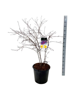 Medlieva Alksnialapė (Lot Amelanchier Alnifolia) 'Saskatoon Berry'® C35 100-125CM-MEDLIEVOS-VAISMEDŽIAI