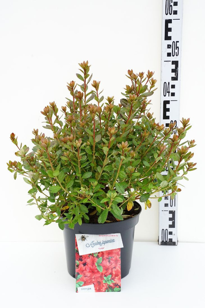 Rododendras (AJ) (Lot Rhododendron (AJ)) 'Radja' C4/P21 25-30 CM | RODODENDRAI | KRŪMAI