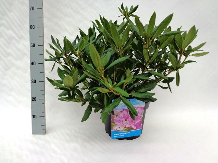Rododendras (Lot Rhododendron) 'Roseum Elegans' C10 50-60 CM