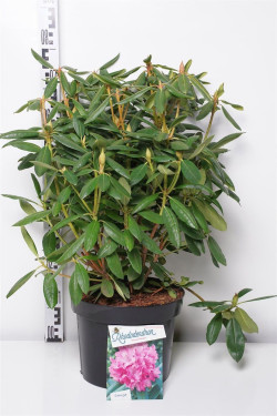 Rododendras (Lot Rhododendron) 'Roseum Elegans' C10 50-60 CM - nuotrauka 2