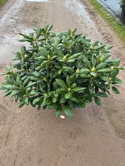 Rododendras (Lot Rhododendron) 'Roseum Elegans' C12 60-70 CM - nuotrauka 2