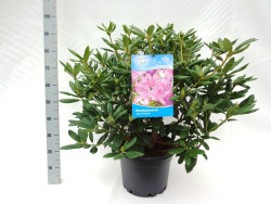 Rododendras (Lot Rhododendron) 'Roseum Elegans' C20 60-80 CM | RODODENDRAI | KRŪMAI