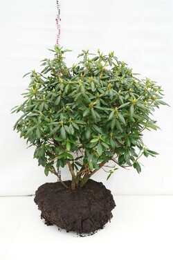 Rododendras (Lot Rhododendron) 'Roseum Elegans' 120-140 CM RB