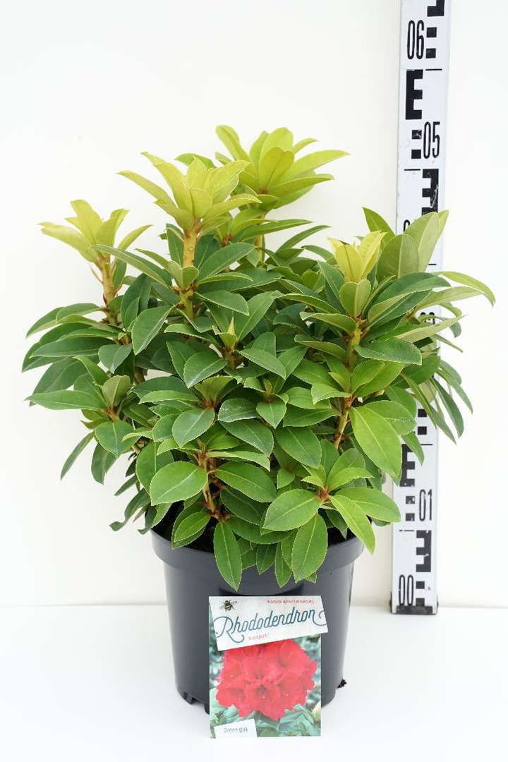 Rododendras (Lot Rhododendron) 'Red Jack' C5/P23 30-40 CM | RODODENDRAI | KRŪMAI