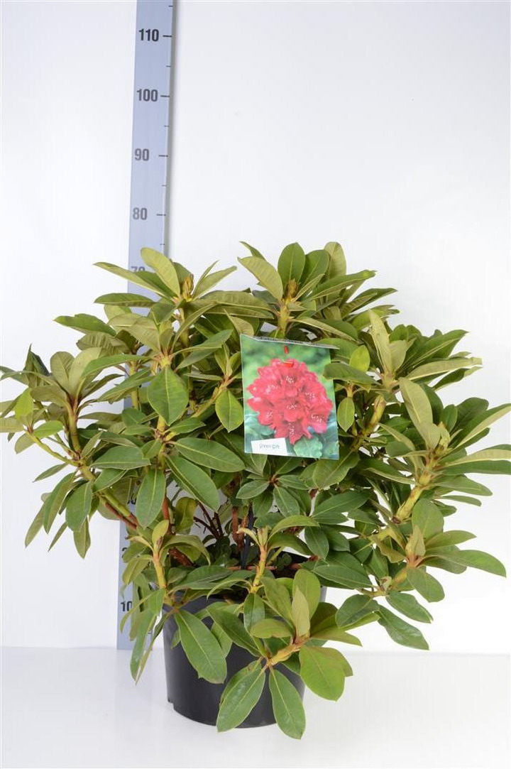 Rododendras (Lot Rhododendron) 'Red Jack' C10 40-50 CM