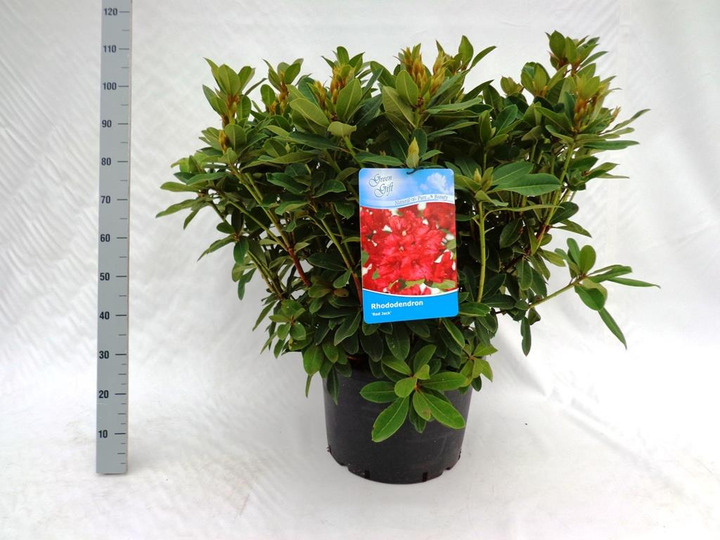 Rododendras (Lot Rhododendron) 'Red Jack' C40 80-100 CM