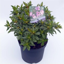 Rododendras (Lot Rhododendron) 'Robert Seleger' C2/P17 20-25 CM | RODODENDRAI | KRŪMAI