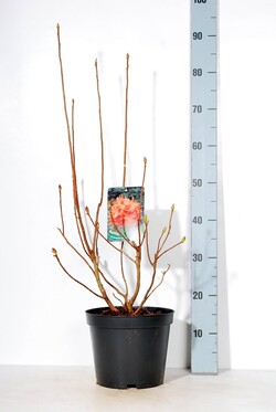 Rododendras (Lot Rhododendron) 'Rumba' C5/P23 40-50 CM - nuotrauka 2