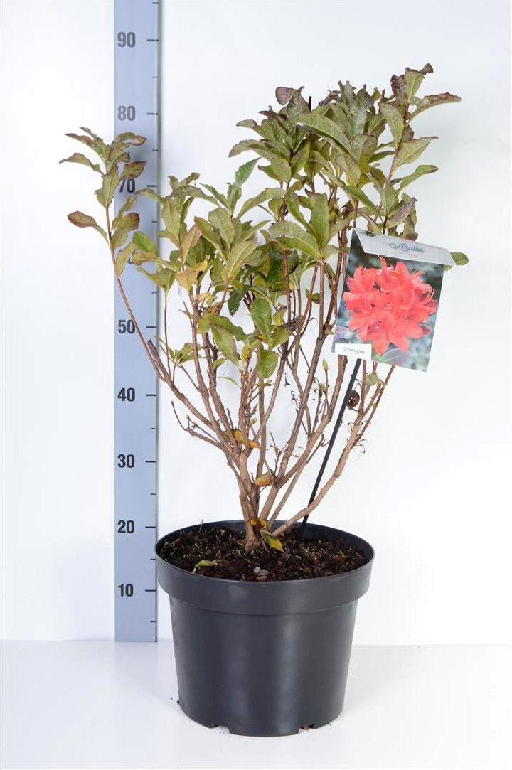 Rododendras (Lot Rhododendron) 'Satan' C10 40-50 CM
