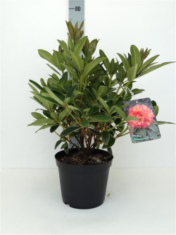 Rododendras (Lot Rhododendron) 'Sun Fire' C5/P23 30-40 CM | RODODENDRAI | KRŪMAI