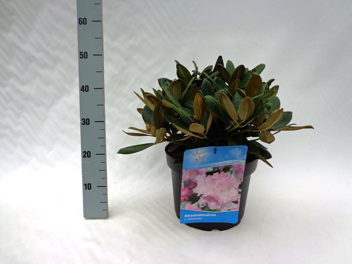 Rododendras (Y) (Lot Rhododendron (Y)) 'Silberwolke' C10 40/+ CM | RODODENDRAI | KRŪMAI