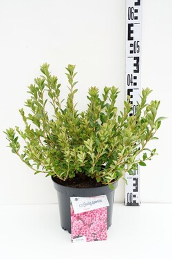 Rododendras (Lot Rhododendron) 'Silvester' C4/P21 25-30 CM