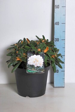 Rododendras Jakušimaninis (Lot Rhododendron (Y)) 'Schneekissen' C5/P23 25-30 CM - nuotrauka 2