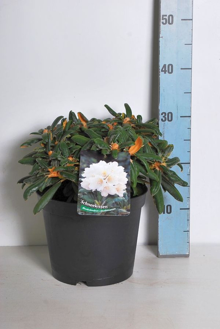 Rododendras (Y) (Lot Rhododendron (Y)) 'Schneekissen' C5/P23 25-30 CM | RODODENDRAI | KRŪMAI