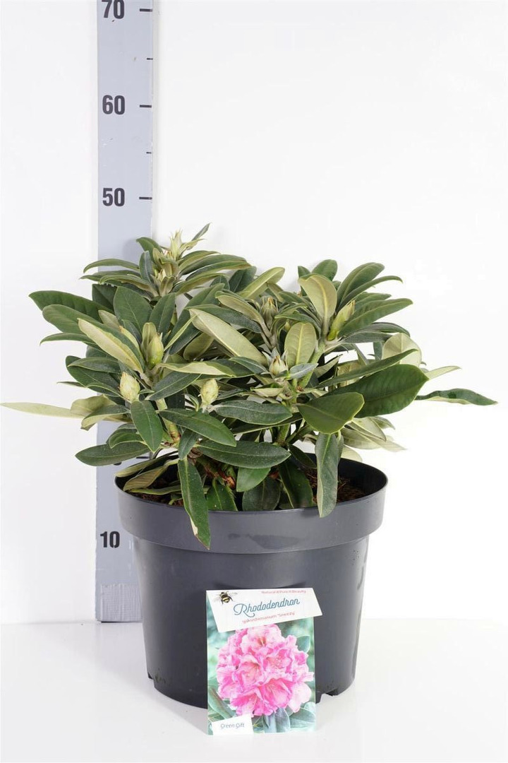 Rododendras Jakušimaninis (Lot Rhododendron (Y)) 'Sneezy' C10 30-40 CM
