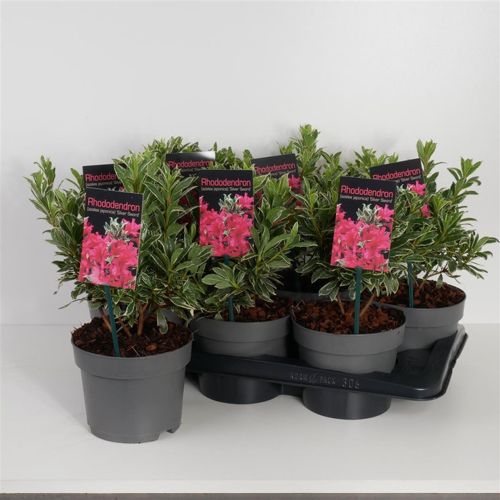 Rododendras (Lot Rhododendron) 'Silver Sword' C2/P17 20-25 CM