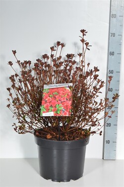 Rododendras (AJ) (Lot Rhododendron (AJ)) 'Stewartstonian' C10 40-50 CM | RODODENDRAI | KRŪMAI