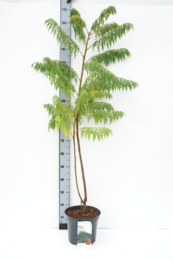 Žagrenis rūgštusis (Lot Rhus typhina) 'Dissecta' C7,5/P26 80-100 CM | ŽAGRENIAI | MEDŽIAI