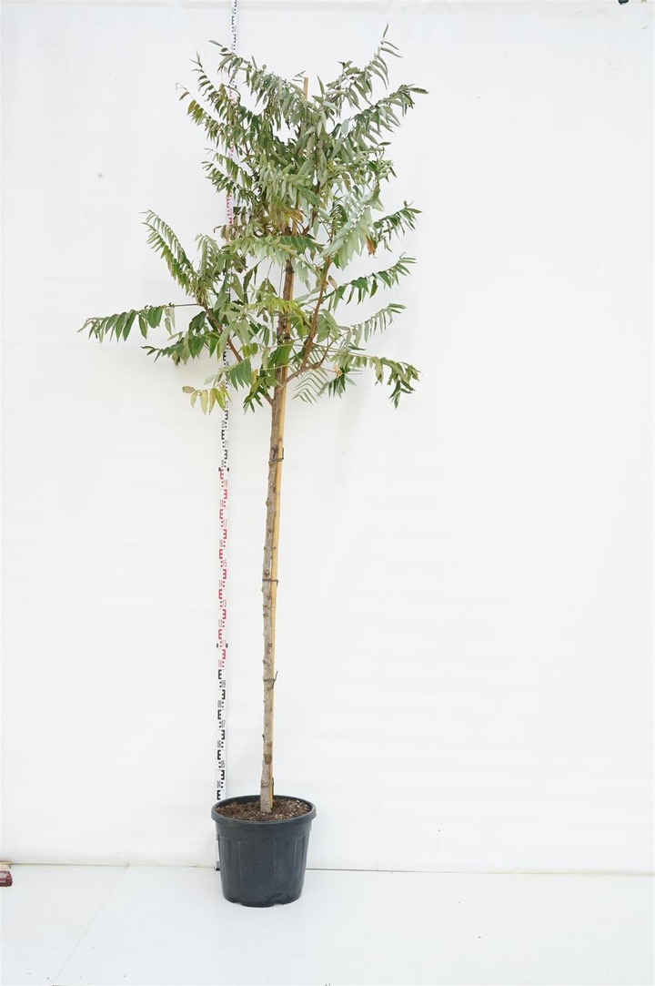 Žagrenis rūgštusis (Lot Rhus typhina) 'Dissecta' C55 KAMIENO APIMTIS 12-14 CM STANDARD