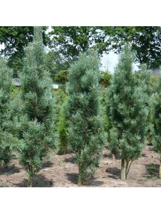 Pušis Paprastoji (Lot Pinus Sylvestris) 'FASTIGIATA' C7.