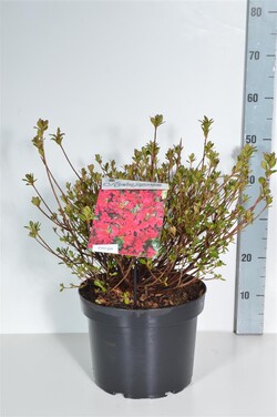 Rododendras (AJ) (Lot Rhododendron (AJ)) 'Toreador' C10 40-50 CM | RODODENDRAI | KRŪMAI