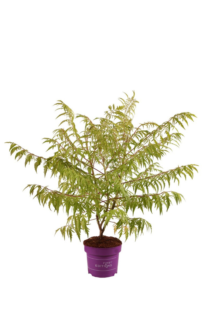 Žagrenis rūgštusis (Lot Rhus typhina) 'Tiger Eyes' C5/P23 40-60 CM
