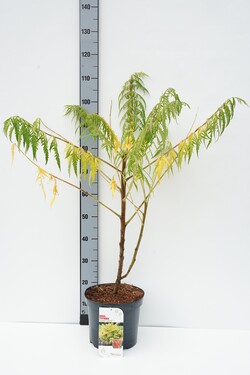 Žagrenis rūgštusis (Lot Rhus typhina) 'Tiger Eyes' C7,5/P26 60-80 CM