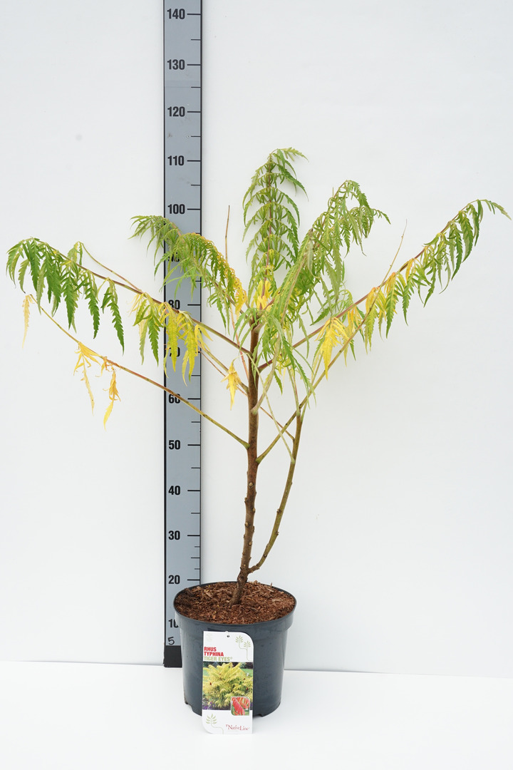 Žagrenis rūgštusis (Lot Rhus typhina) 'Tiger Eyes' C7,5/P26 60-80 CM