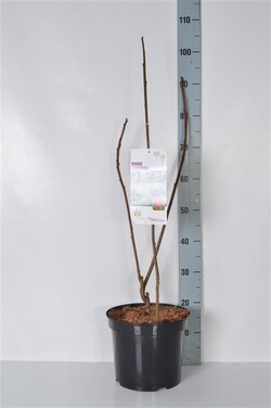 Žagrenis rūgštusis (Lot Rhus typhina)  C7,5/P26 80-100 CM