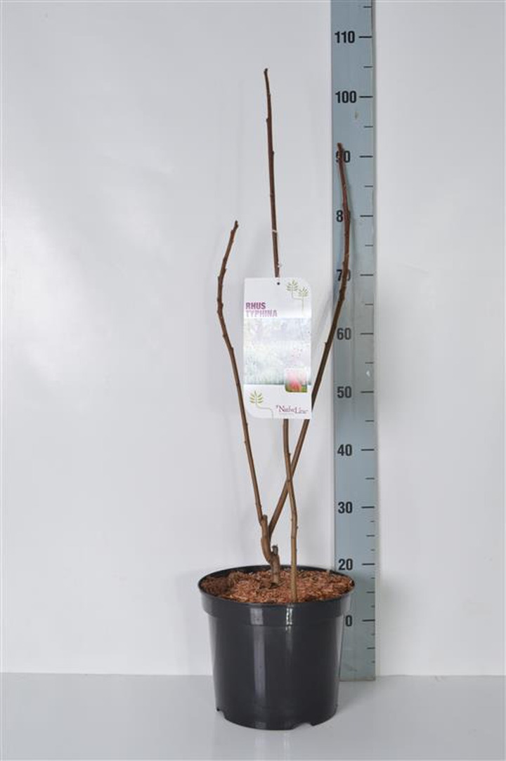 Žagrenis rūgštusis (Lot Rhus typhina)  C7,5/P26 80-100 CM