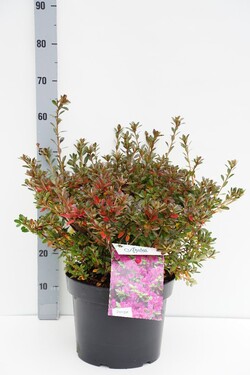 Rododendras (Lot Rhododendron) 'Violetta' C10 40-50 CM