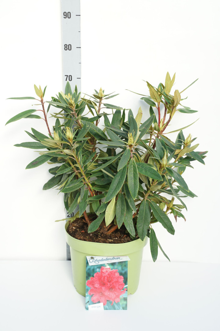 Rododendras (Lot Rhododendron) 'Vulcan' C10 40-50 CM