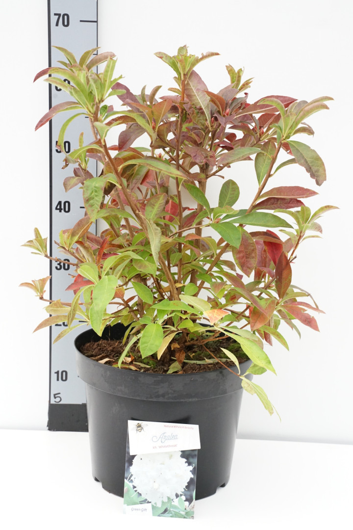 Rododendras (AK) (Lot Rhododendron (AK)) 'Whitethroat' C10 50-60 CM | RODODENDRAI | KRŪMAI
