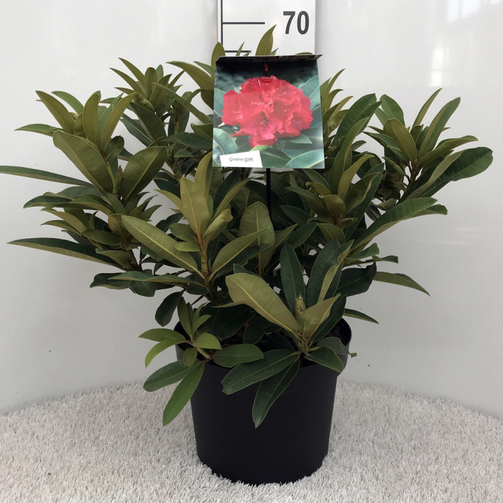 Rododendras (Lot Rhododendron) 'Wilgen's Ruby' C10 40-50 CM | RODODENDRAI | KRŪMAI
