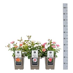 Rosa MIX (Lot Rosa in) C5/P23