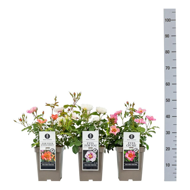 Rosa MIX (Lot Rosa in)  C5/P23