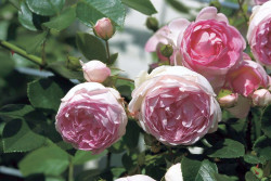 Rožė (Lot Rosa) 'Jasmina' C3/P19 | ROŽĖS | KRŪMAI