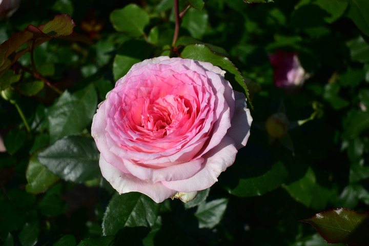 Rožė (T) (Lot Rosa (T)) 'Meine Rose' C3/P19 | ROŽĖS | KRŪMAI