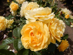 Rožė (Lot Rosa) 'Absolutely Fabulous' C5/P23 STIEBAS 50 CM | ROŽĖS | KRŪMAI