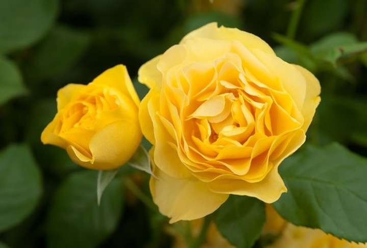 Rožė (Lot Rosa) 'Absolutely Fabulous' C7,5/P26 STIEBAS 90 CM | ROŽĖS | KRŪMAI