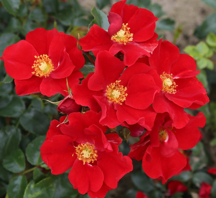 Rožė (H) (Lot Rosa (H)) 'Alexander von Humboldt' C5/P23 STIEBAS 50 CM | ROŽĖS | KRŪMAI