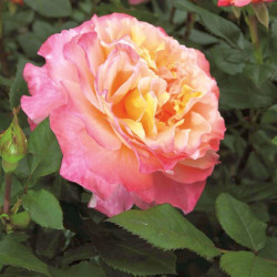 Rožė (H) (Lot Rosa (H)) 'Augusta Luise' C3/P19