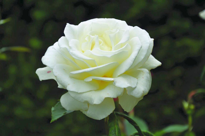 Rožė arbatinė (Lot Rosa Annapurna) C3/P19 (PDN) | ROŽĖS | KRŪMAI