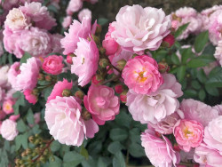 Rožė (T) (Lot Rosa (T)) 'Anna's Pink Rambler' C5/P23 | ROŽĖS | KRŪMAI