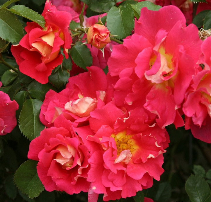 Rožė (Lot Rosa) 'Bajazzo' C3/P19 | ROŽĖS | KRŪMAI